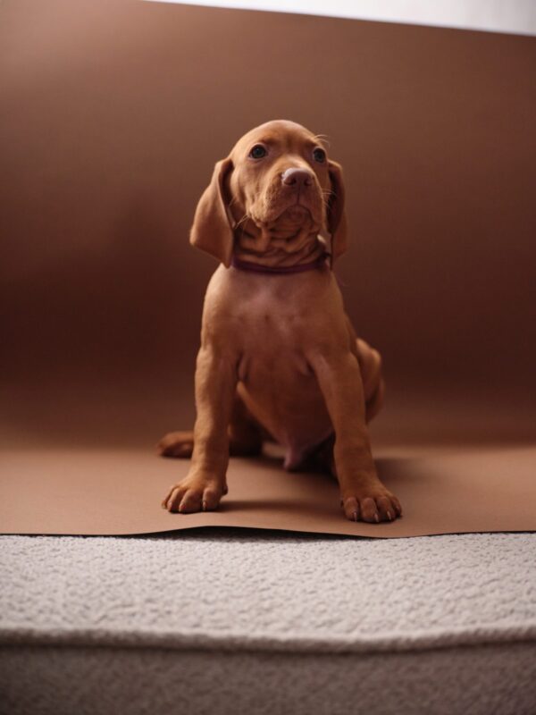 Merlin Hungarian Vizsla Merlin Hungarian Vizsla