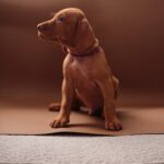 Merlin-male-Hungarian-Vizsla-puppy-for-sale-1 (3)