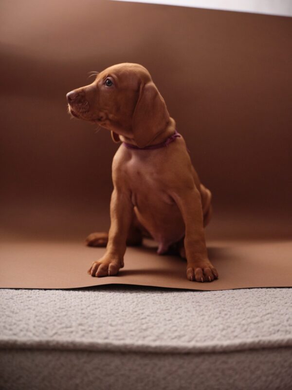 Merlin Hungarian Vizsla Merlin Hungarian Vizsla