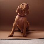 Merlin-male-Hungarian-Vizsla-puppy-for-sale-1 (4)