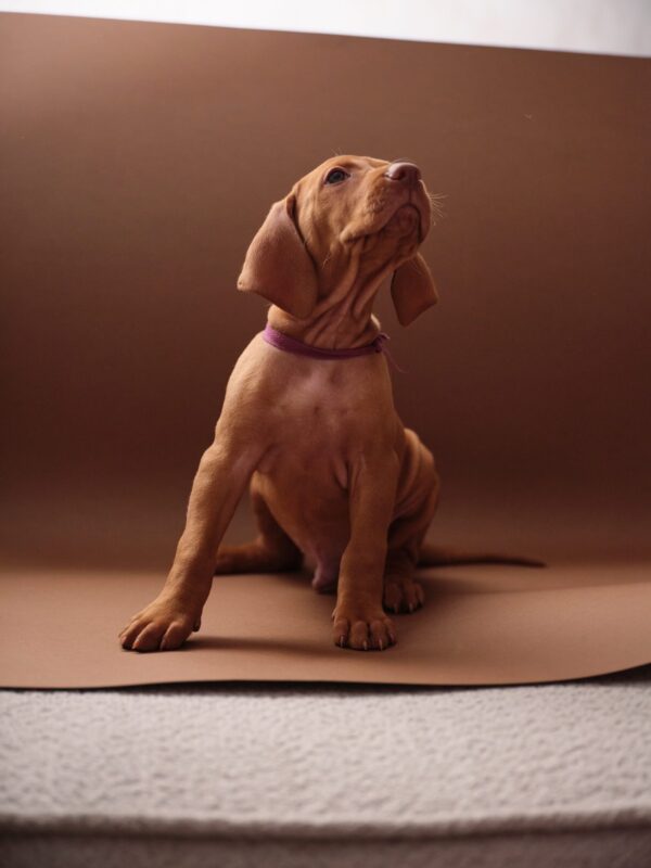 Merlin Hungarian Vizsla Merlin Hungarian Vizsla