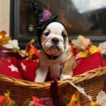Merry-female-English-Bulldog-puppy-for-sale-1