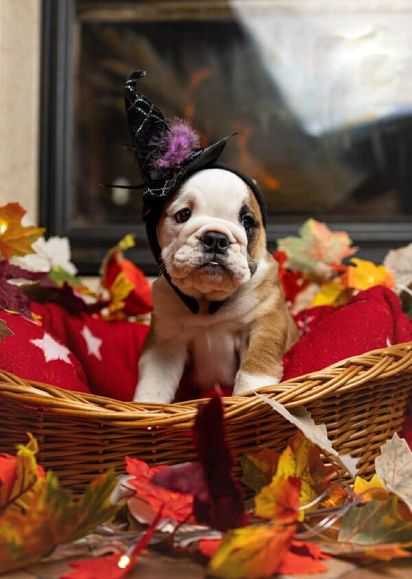 Merry English Bulldog Merry English Bulldog