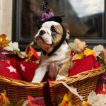 Merry-female-English-Bulldog-puppy-for-sale-2