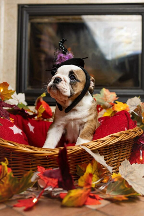 Merry English Bulldog Merry English Bulldog