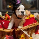 Merry-female-English-Bulldog-puppy-for-sale-3