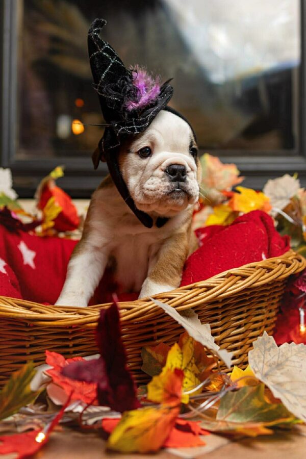 Merry English Bulldog Merry English Bulldog