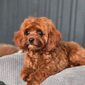 Mia Cavapoo