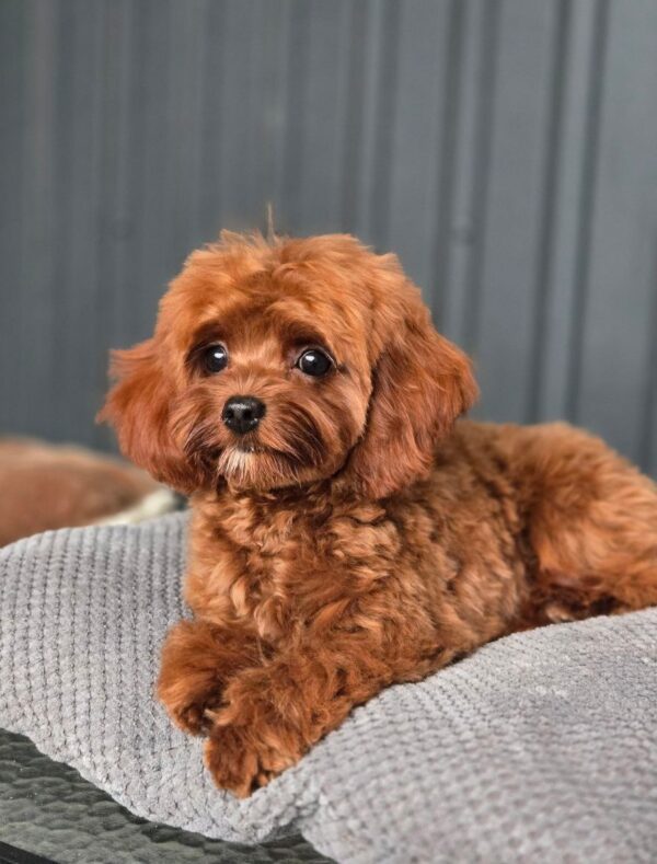 Mia Cavapoo