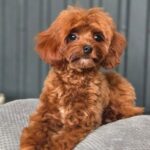 Mia-female-Cavapoo-puppy-for-sale-2