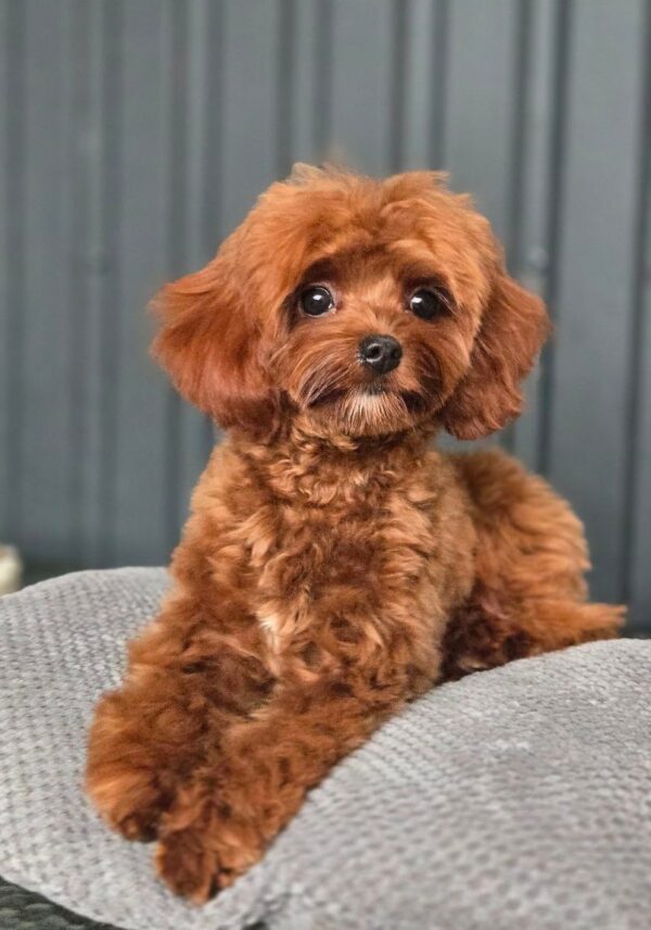 Mia Cavapoo
