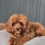 Mia-female-Cavapoo-puppy-for-sale-3