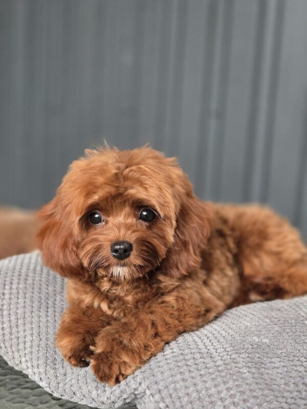 Mia Cavapoo