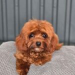 Mia-female-Cavapoo-puppy-for-sale-4