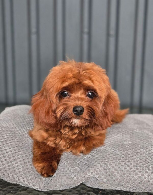 Mia Cavapoo
