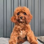 Mia-female-Cavapoo-puppy-for-sale-5
