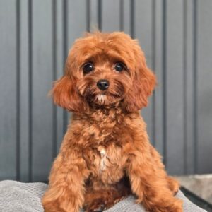 Mia Cavapoo