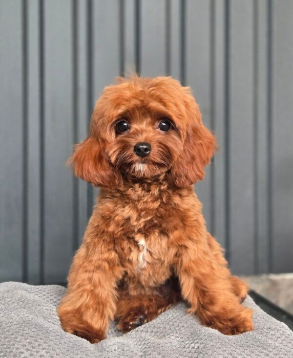 Mia Cavapoo