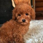 Michaella-female-Toy-Poodle-puppy-for-sale-1
