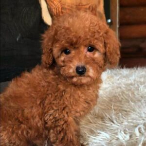 Michaella Toy Poodle
