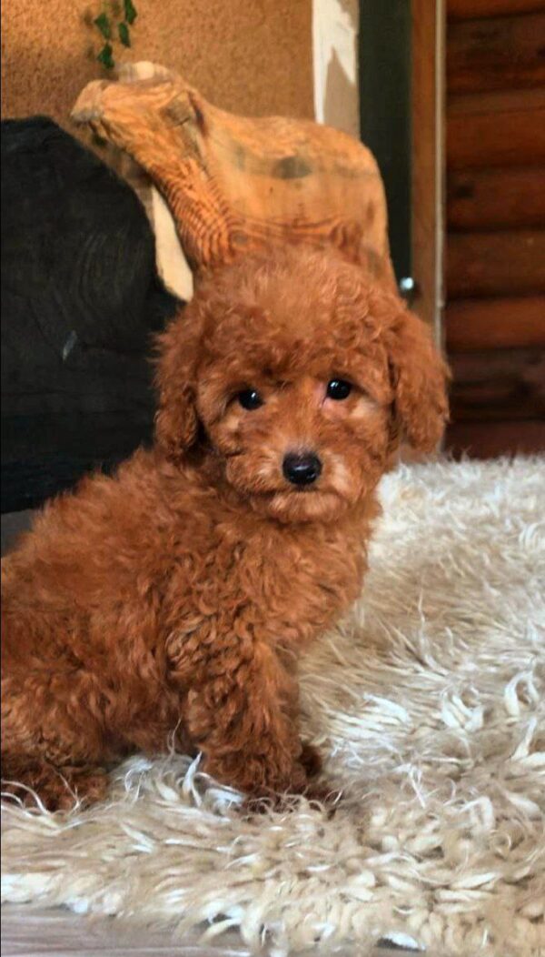 Michaella Toy Poodle Michaella Toy Poodle