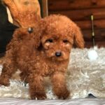 Michaella-female-Toy-Poodle-puppy-for-sale-2