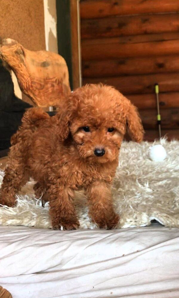 Michaella Toy Poodle Michaella Toy Poodle