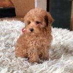 Mickel-male-Toy-Poodle-puppy-for-sale-1