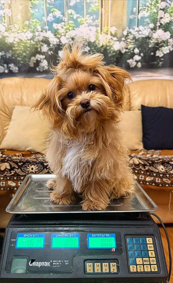 Mickey Maltipoo Mickey Maltipoo