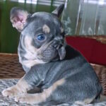 Miranda-female-french-bulldog-puppy-for-sale-1 (1)