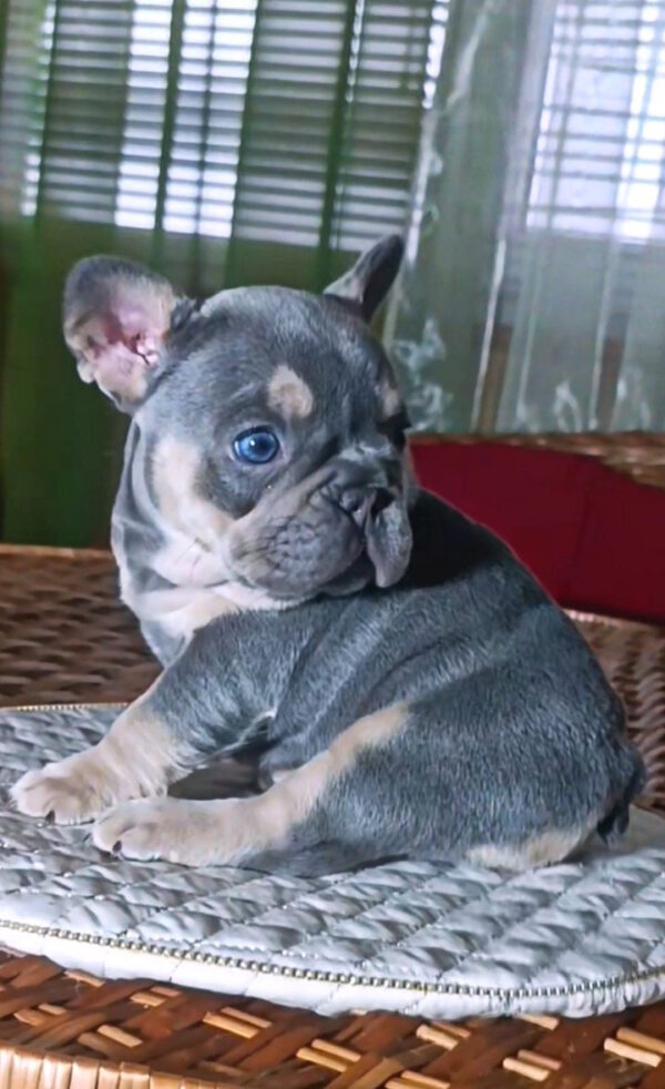 Miranda French Bulldog Miranda French Bulldog