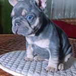 Miranda-female-french-bulldog-puppy-for-sale-1 (2)