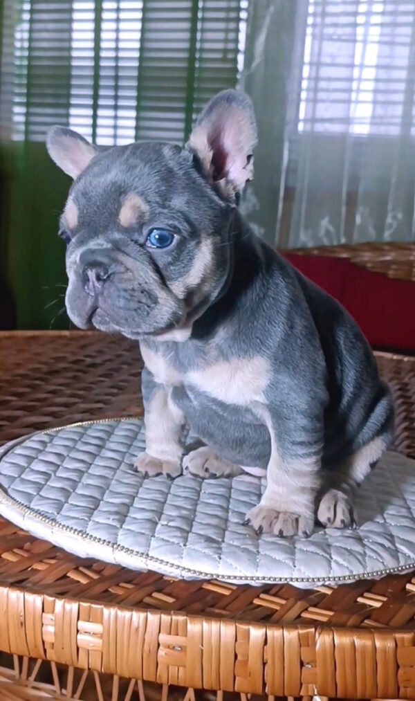 Miranda French Bulldog Miranda French Bulldog