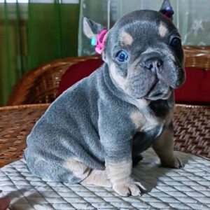 Miranda French Bulldog