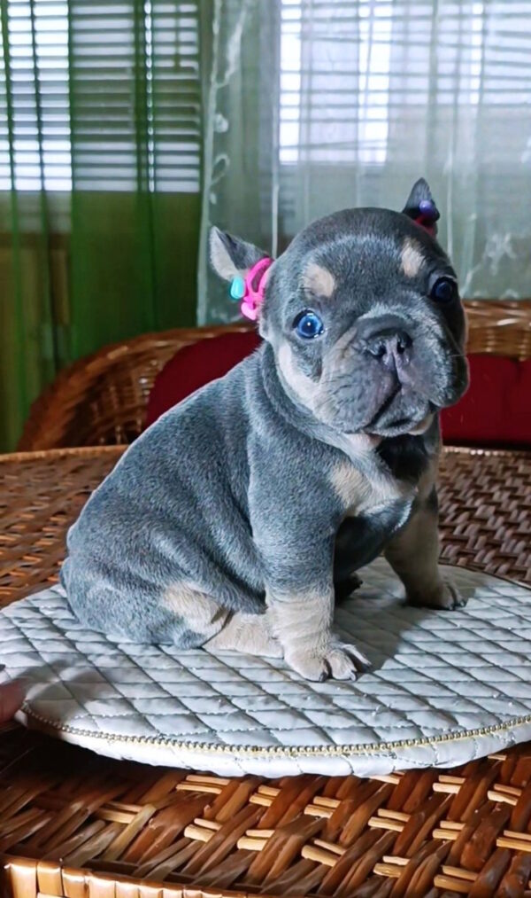 Miranda French Bulldog Miranda French Bulldog