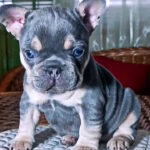 Miranda-female-french-bulldog-puppy-for-sale-1 (4)