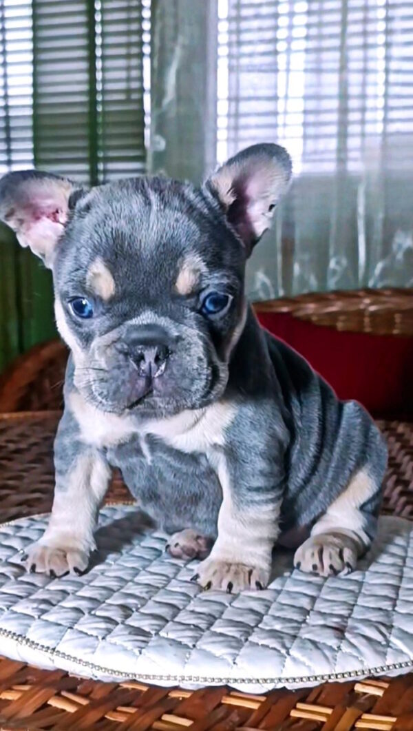 Miranda French Bulldog Miranda French Bulldog