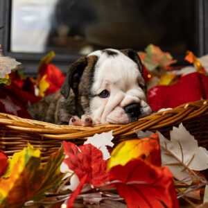 Miss Marpl English Bulldog
