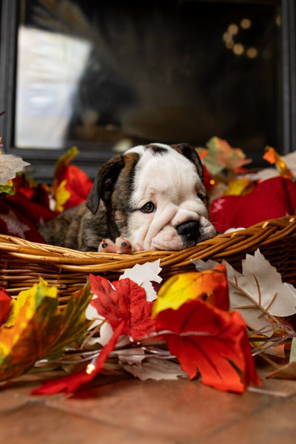 Miss Marpl English Bulldog Miss Marpl English Bulldog