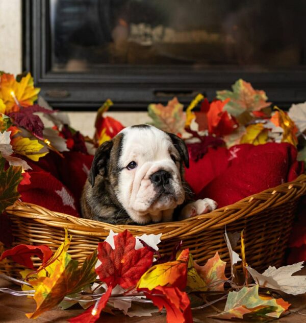 Miss Marpl English Bulldog Miss Marpl English Bulldog