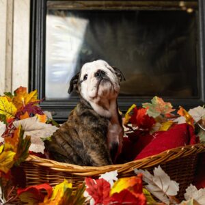 Miss Marpl English Bulldog