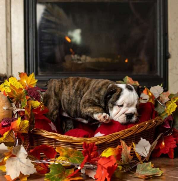 Miss Marpl English Bulldog Miss Marpl English Bulldog