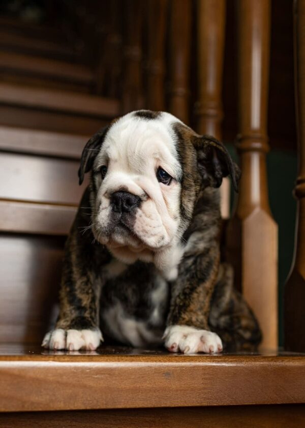 Miss Marpl English Bulldog Miss Marpl English Bulldog
