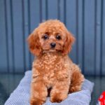 Mona-female-Cavapoo-puppy-for-sale-1