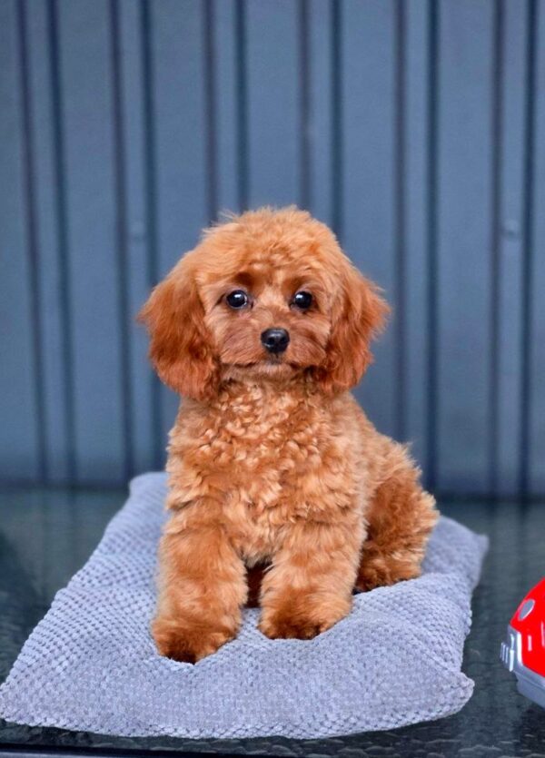 Mona Cavapoo Mona Cavapoo