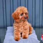 Mona-female-Cavapoo-puppy-for-sale-2