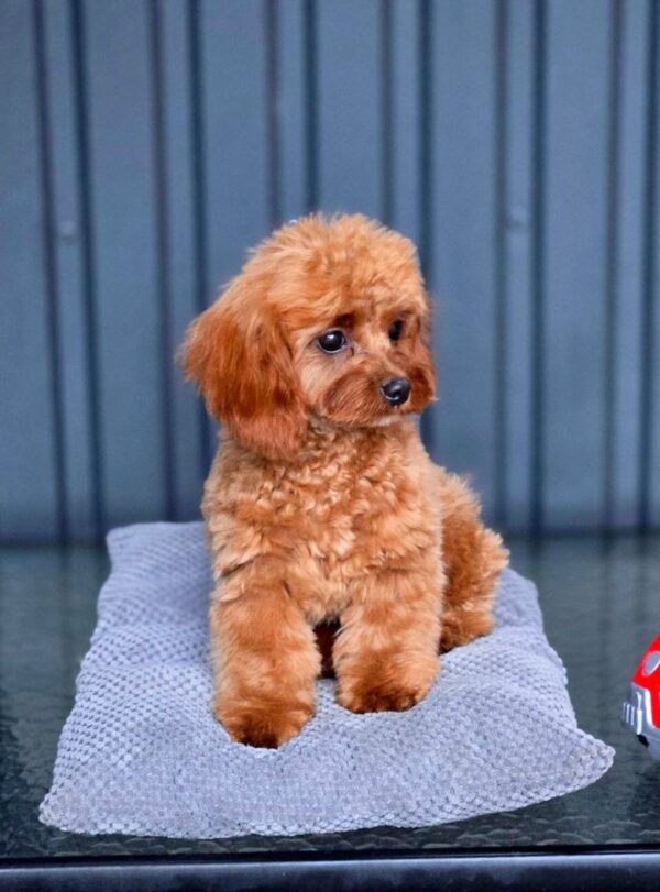 Mona Cavapoo Mona Cavapoo