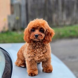 Mona Cavapoo Mona Cavapoo