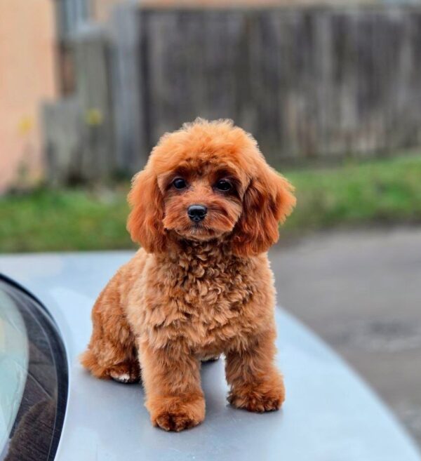 Mona Cavapoo Mona Cavapoo