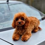 Mona-female-Cavapoo-puppy-for-sale-4